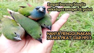 MIKAT BURUNG EMPRIT DI SAWAH EMPRIT HIJAU ATAU BINGLIS