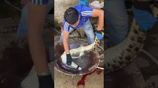 Crocodile farm | Pet Crocodile feeding | Crocodiles farm in china | How to Crocodile give birth