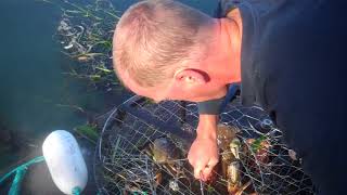 Eclipise Crabbing Yaquina Bay