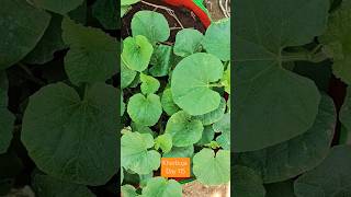 #365 Days Challenge #Day 115 How to grow kharbuja #terrace #farming #Garden#deshi#farm#shorts #kharb