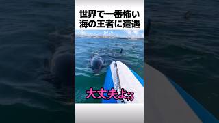 海の王者シャチに遭遇した女性