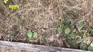 Cactus in Ontario? Point Pelee