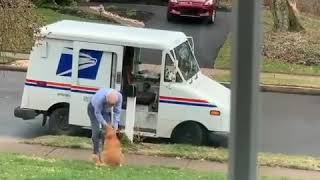 Winnie the Golden loves her mailman