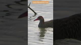 Slaty Breasted Rail| #indianwildlife #nature #rail #birdwatching #bird #indianbirds