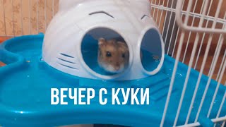 Вечер с Куки❣ | Хомкины Будни🌸