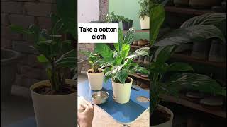 How to clean indoor plants