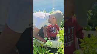 #potatoharvesting in our #backyard