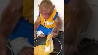 Bibi cooks for Lala #monkeybibi #shorts