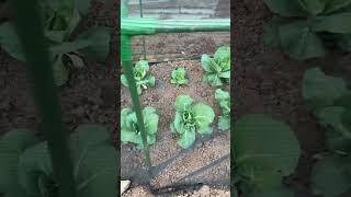 Amazing Cabbage Growth! #cabbage #allotment #garden #homegrown