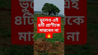 ভুলেও এই ৪টি প্রাণীকে মারবেন না🔥#shorts #islamicvideo #viral #trending #animals