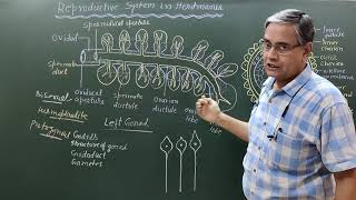 Reproductive system in Herdmania