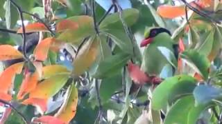 Birding the sub-continent - The Himalayas - Green Magpie feeding 2/2