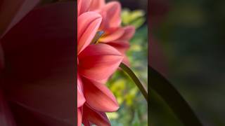 Natural Daliya flowers || Home Gardening | #flowers #youtubeshorts #gardening