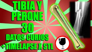 TIBIA y PERONE 30 datos curiosos + timelapse x STL