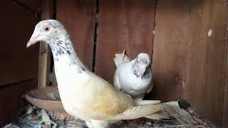 Andhra pigeon