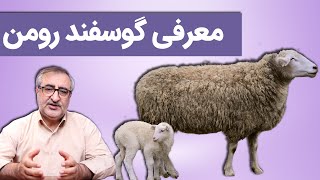 معرفی گوسفند رومن