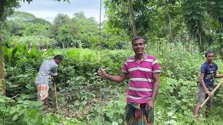 বিভিন্ন ধরনের গাছের চারার দাম ও তার পরিচর্যার উপায় | গাছ লাগান পরিবেশ বাঁচান | Plant Trees 🌴