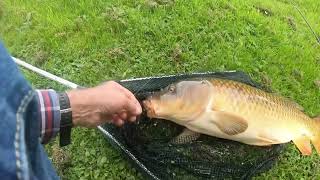 Karpervissen met de broodkorst/vlok  in het Roel Langerak Park -Rotterdam