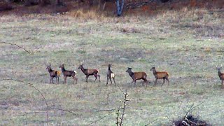 Red deers in the field