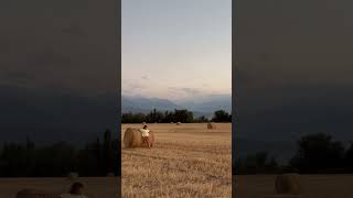 Haystacks in a field.