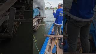 Cận cảnh cầm cần trên tay câu cá basa#shorts #fishing #fish #cauca #caucagiaitri