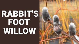 Rabbit's Foot Willow