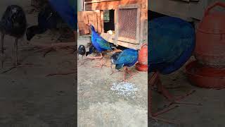 ডালিম পাখি #bird_likes #birds#viralvideo