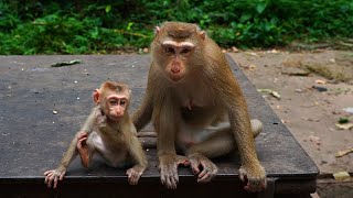 Monkey Luan waning her baby playing than she nursing milk