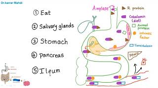 11 Vitamin B12 Deficiency part 1