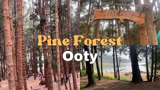 Pine Forest Ooty | Places To Visit Near Ooty