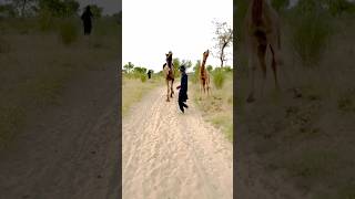 Camel rearing short🐪🫵 #ukanimals #ukviral #ukshort