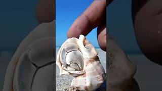 Hermit crab Animal #animal#hermit#crab#shorts#short#shortvideo