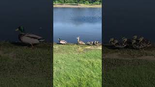 Baby ducks chiilin #animal #nature #babyanimal #duck #bird #duckey