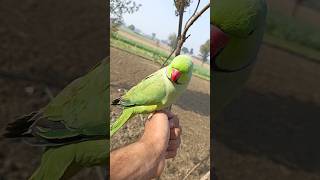 cute baby Alexander parrot #parrots #alexander #birds #talkingparrot #cute #viral