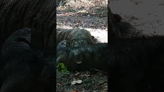 Komodo and wild boar