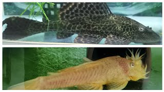 Common pleco vs Bristlenose pleco (ancistrus). What is the difference between pleco and Bristlenose?