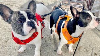 Bulldog Breeds || Quick Walked with the Bulldogs.