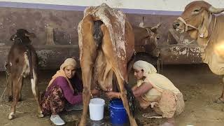 milking a family cow