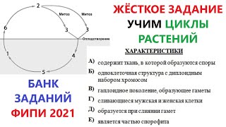 Обобщенный жизненный цикл растений для ЕГЭ. Разбор задания от ФИПИ 2021