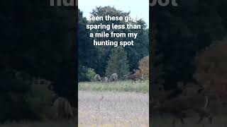 Sparing Bucks #michigan #whitetail #deer #hunting #bigbucks