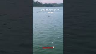 Cascavel na lagoa #animals