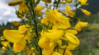 All about Scotch Broom