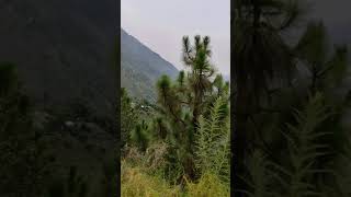 Nammal valey | thandyani | thandiani | nathia gali | murree | height of tarhatti | saraiki | #shirts