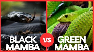 Black Mamba VS Green Mamba - Who Would Win A Fight?