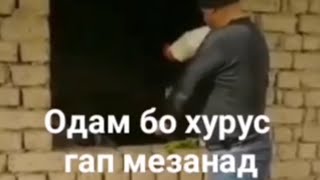 Одам бо хурус гап мезана