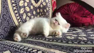 Persian kitten