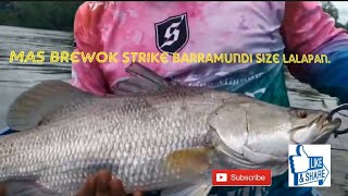 Strike Barramundi size lalapan dan baby GT || mandas || bottom fishing.