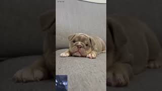 Cutest #bulldogpuppy ever! #americanbully #bulldog #bullywebtv www.bullywebtv.com #keshukalpu11