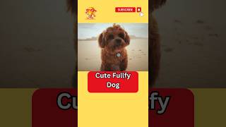 Cute Fullfy Dog #short #shorts #pet #petlover #youtubeshorts #viral