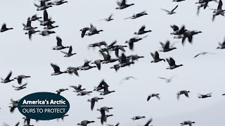 Brant's Incredible Journey To America's Arctic!